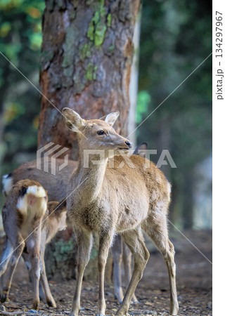 ヤクシカの群れ、警戒してます 134297967