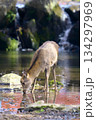 餌を食べる鹿 134297969