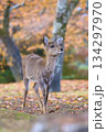 秋の公園で遊ぶ鹿 134297970