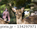 鹿の顔に見える鹿 134297971