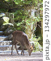 神社の石灯籠と鹿 134297972