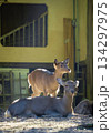 日陰で休む鹿 134297975