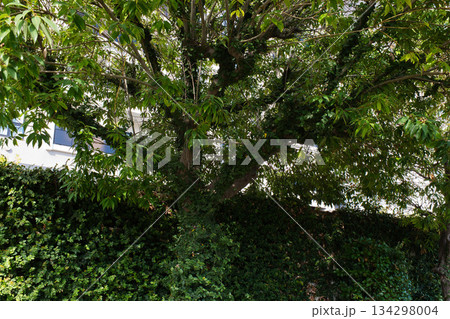 木に巻き付くツタ 134298004