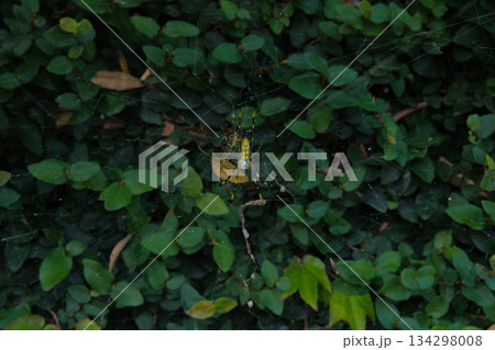 雲の巣の中心にいるジョロウグモ 134298008