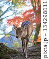 秋の鹿と紅葉 134298011