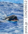 プールで泳ぐイルカ 134298012