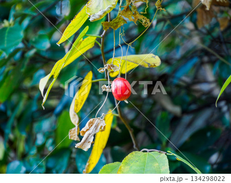 冬の緑に浮かぶ赤い実 Red Berry Hanging in Green Winter 134298022