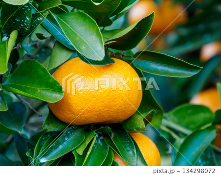 冬の庭に実るみかん Citrus Fruits Ripening in a Winter Garde 134298072