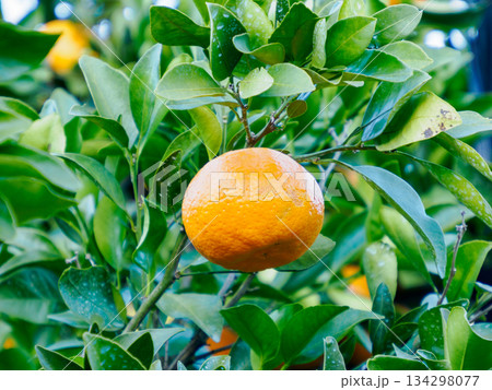 冬の庭に実るみかん Citrus Fruits Ripening in a Winter Garde 134298077