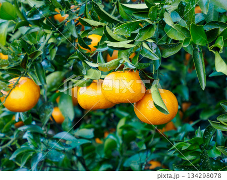 冬の庭に実るみかん Citrus Fruits Ripening in a Winter Garde 134298078