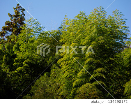 冬空に揺れる竹林 Bamboo Grove Swaying Under a Winter Sky 冬空に揺れる竹林 Bamboo Grove Swaying Under a Winter Sky 134298172