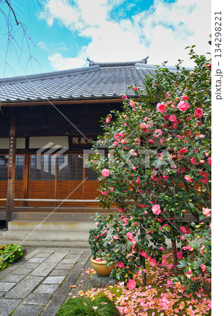 京都 地蔵院(椿寺)五色八重散椿(京都府京都市北区) 京都 地蔵院(椿寺)五色八重散椿(京都府京都市北区) 134298221
