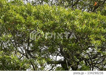 ホルトノキの葉 134298236