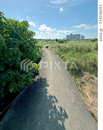 Curving concrete path through lush green reeds under a bright blue sky with clouds Curving concrete path through lush green reeds under a bright blue sky with clouds 134298261