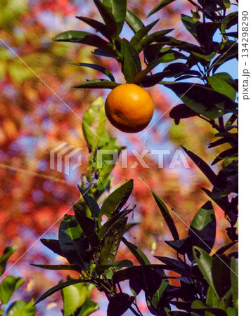 冬の光に実る柑橘 Fruit Ripening in Winter Light 134298290