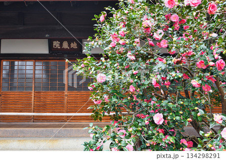 京都 地蔵院(椿寺)五色八重散椿(京都府京都市北区) 京都 地蔵院(椿寺)五色八重散椿(京都府京都市北区) 134298291