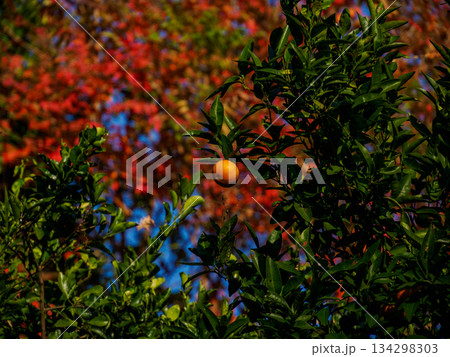 冬の光に実る柑橘 Fruit Ripening in Winter Light 134298303