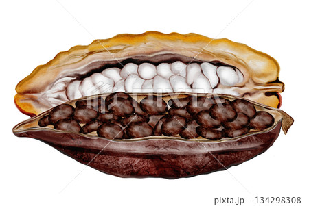 Cocoa beans and chocolate watercolor painting. Food clip art. Perfect for chocolate shops, posters, and cosmetics. 134298308