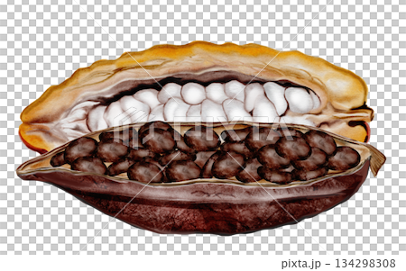 Cocoa beans and chocolate watercolor painting. Food clip art. Perfect for chocolate shops, posters, and cosmetics. 134298308