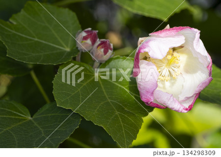 サキシマフヨウ 134298309