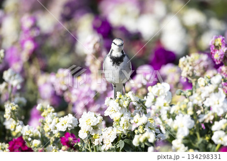 ハクセキレイ ハクセキレイ 134298331