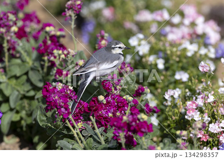 ハクセキレイ ハクセキレイ 134298357