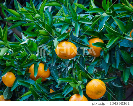 冬の光に実る柑橘 Fruit Ripening in Winter Light 134298361