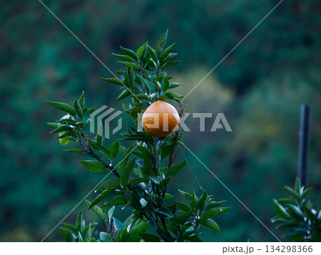 冬の光に実る柑橘 Fruit Ripening in Winter Light 134298366