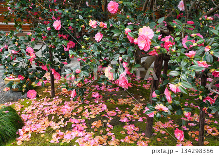 京都　地蔵院（椿寺）五色八重散椿（京都府京都市北区） 134298386