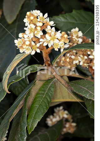 ビワの花 ビワの花 134298395