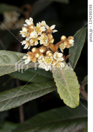 ビワの花 ビワの花 134298398