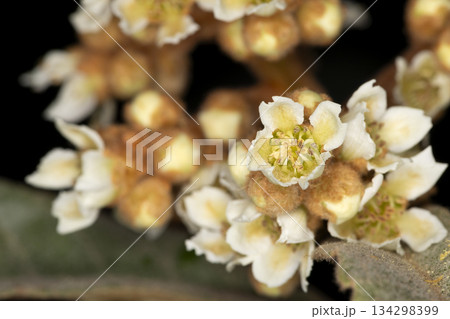 ビワの花 134298399