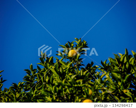 冬の光に実る柑橘 Fruit Ripening in Winter Light 冬の光に実る柑橘 Fruit Ripening in Winter Light 134298417