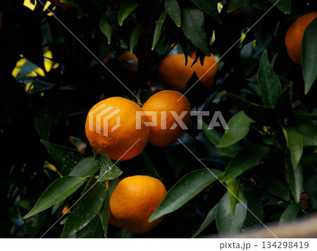 冬の光に実る柑橘 Fruit Ripening in Winter Light 134298419