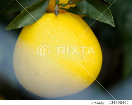 冬の光に実る柑橘 Fruit Ripening in Winter Light 134298433