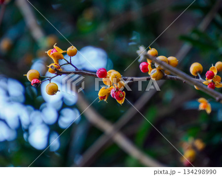 冬枝に弾けるツルウメモドキ Winter Bittersweet on Branch 冬枝に弾けるツルウメモドキ Winter Bittersweet on Branch 134298990