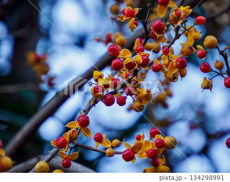 冬枝に弾けるツルウメモドキ Winter Bittersweet on Branch 134298991