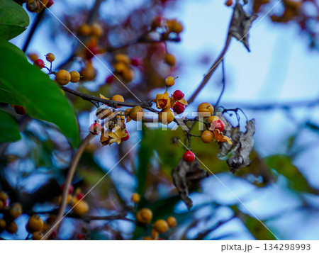 冬枝に弾けるツルウメモドキ Winter Bittersweet on Branch 冬枝に弾けるツルウメモドキ Winter Bittersweet on Branch 134298993