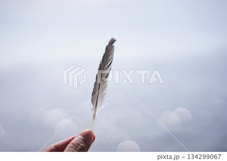 羽根を持つ手やさしい背｜羽と空と海 134299067