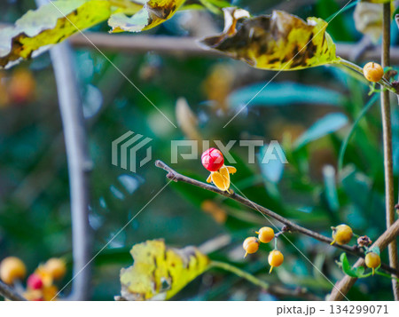 冬枝に弾けるツルウメモドキ Winter Bittersweet on Branch 134299071