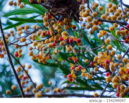 冬枝に弾けるツルウメモドキ Winter Bittersweet on Branch 冬枝に弾けるツルウメモドキ Winter Bittersweet on Branch 134299097