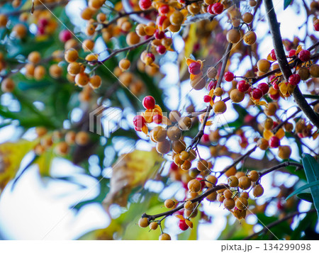 冬枝に弾けるツルウメモドキ Winter Bittersweet on Branch 冬枝に弾けるツルウメモドキ Winter Bittersweet on Branch 134299098
