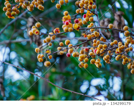 冬枝に弾けるツルウメモドキ Winter Bittersweet on Branch 冬枝に弾けるツルウメモドキ Winter Bittersweet on Branch 134299179