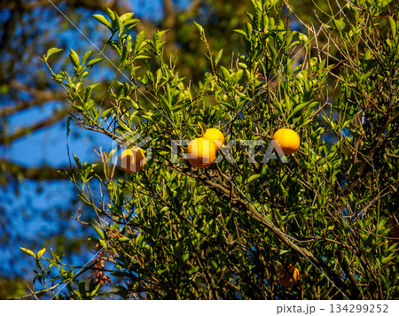 冬の庭に実るみかん Citrus Fruits Ripening in a Winter Garde 冬の庭に実るみかん Citrus Fruits Ripening in a Winter Garde 134299252