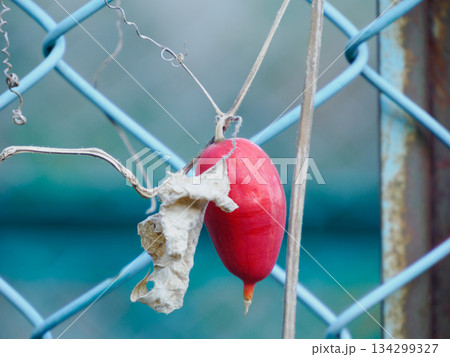 冬に灯るカラスウリ Red Trichosanthes in Winter 134299327