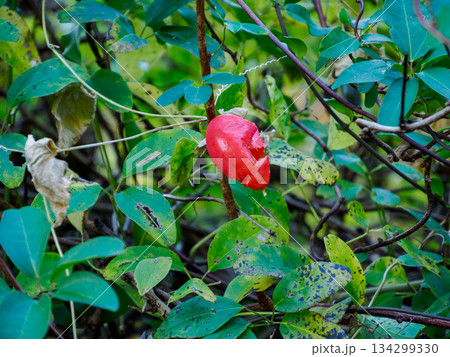 冬に灯るカラスウリ Red Trichosanthes in Winter 134299330