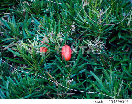 冬に灯るカラスウリ Red Trichosanthes in Winter 134299348