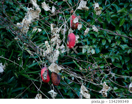 冬に灯るカラスウリ Red Trichosanthes in Winter 冬に灯るカラスウリ Red Trichosanthes in Winter 134299349