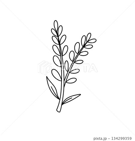 A thin, long leafy plant with a stem 134299359