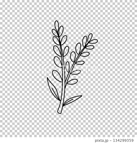 A thin, long leafy plant with a stem 134299359